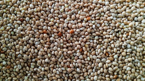 Organic Barnyard Millet Dosa Batter by Dream4Health