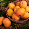 Ratnagiri Alphonso Mango