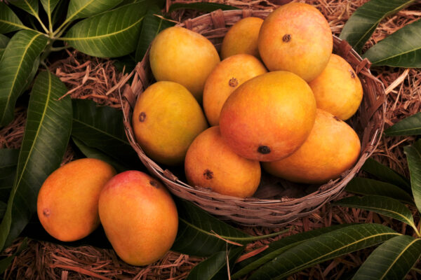 Ratnagiri Alphonso Mango