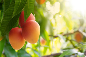 Red mango on tree with green leaves and sunlight background. Ratnagiri Alphonso Mango