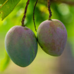 Banganapalli Mango