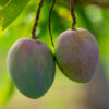 Banganapalli Mango