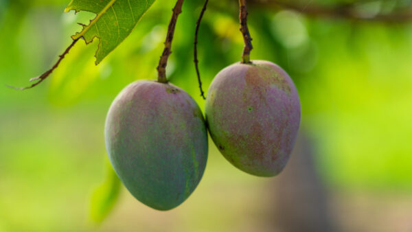 Banganapalli Mango