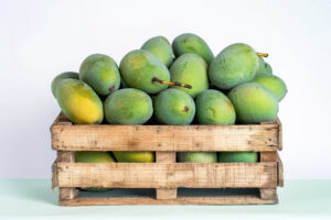 crate of green mangoes on white background Banganapalli Mango