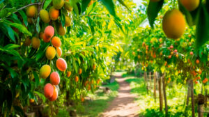 Mango garden on trees. Generative Ai, mango