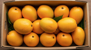 fresh indian organic ripe yellow mango fruit in box, closeup isolated,known in india various name as totapuri, kesar, amrapali or alphonso mango for import, export concept Kesar Mango