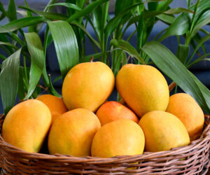 indian tasty Alphonso mangoes, india Kesar Mango
