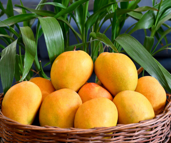 Kesar Mango