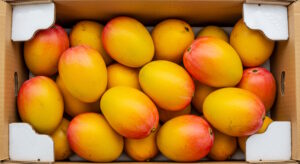 fresh indian organic ripe yellow mango fruit in box, closeup isolated,known in india various name as totapuri, kesar, amrapali or alphonso mango for import, export concept Rasalu Mango