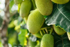 JackFruit_AdobeStock_871897043 Jack Fries by Desiri Naturals