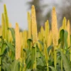 Sohum Pearl Millet/Bajara Flour