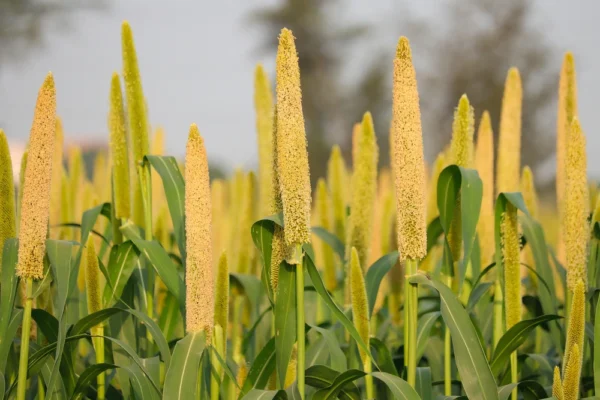 Sohum Pearl Millet/Bajara Flour
