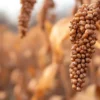 Sohum Puffed Sorghum/Jowar Flour
