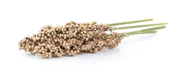 Sohum Puffed Sorghum/Jowar Flour