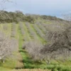 Walnut Butter - Regular by Manzanita Manor Organics