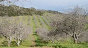 Walnut Butter - Regular by Manzanita Manor Organics