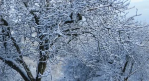 Walnut Butter - Regular by Manzanita Manor Organics