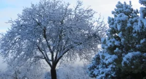 Walnut Butter - Regular by Manzanita Manor Organics