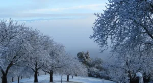 Walnut Butter - Regular by Manzanita Manor Organics
