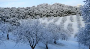 Walnut Butter - Regular by Manzanita Manor Organics