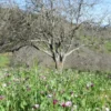 Walnut Butter - Regular by Manzanita Manor Organics