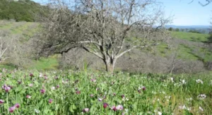 Walnut Butter - Regular by Manzanita Manor Organics