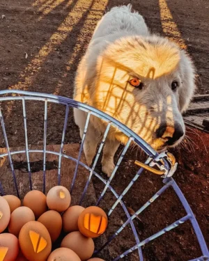 Eggs and Dog Farm Fresh Pasture-Raised Eggs (Non-GMO, Corn & Soy-Free) by Winters Fruit Tree