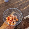 Farm Fresh Pasture-Raised Eggs (Non-GMO, Corn & Soy-Free) by Winters Fruit Tree