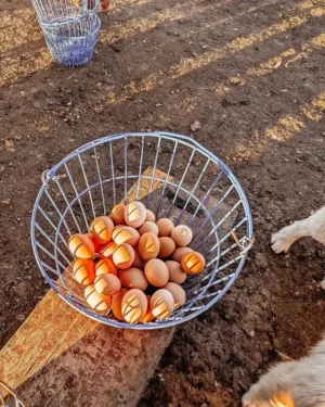 Eggs in a Basket Farm Fresh Pasture-Raised Eggs (Non-GMO, Corn & Soy-Free) by Winters Fruit Tree