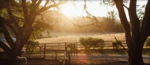 Hollyhock Cheese (Aged Cheese) by Garden Variety Cheese