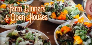 Hollyhock Cheese (Aged Cheese) by Garden Variety Cheese