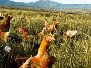Hens in the Lush Green Farm Farm Fresh Pasture-Raised Eggs (Non-GMO, Corn & Soy-Free) by Winters Fruit Tree