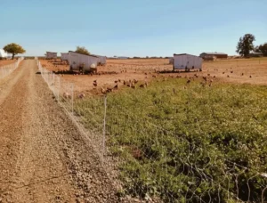Hens in the Partially Green Farm Farm Fresh Pasture-Raised Eggs (Non-GMO, Corn & Soy-Free) by Winters Fruit Tree