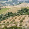 Walnut Butter - Regular by Manzanita Manor Organics