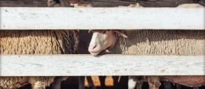 Hollyhock Cheese (Aged Cheese) by Garden Variety Cheese