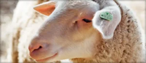 Hollyhock Cheese (Aged Cheese) by Garden Variety Cheese