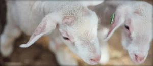 Hollyhock Cheese (Aged Cheese) by Garden Variety Cheese