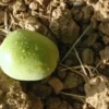 Walnut Butter - Regular by Manzanita Manor Organics