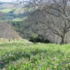Walnut Butter - Regular by Manzanita Manor Organics