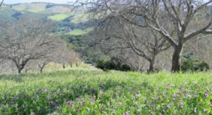 Walnut Butter - Regular by Manzanita Manor Organics