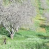 Walnut Butter - Regular by Manzanita Manor Organics