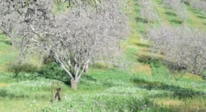 Walnut Butter - Regular by Manzanita Manor Organics