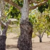 Walnut Butter - Regular by Manzanita Manor Organics