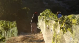 Walnut Butter - Regular by Manzanita Manor Organics