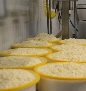 Junipero Cheese by Schoch Dairy