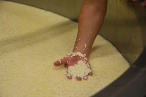 Junipero Cheese by Schoch Dairy