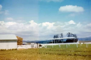 Junipero Cheese by Schoch Dairy