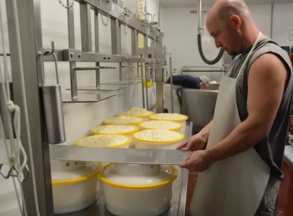 Mt. Toro Tomme Cheese by Schoch Dairy