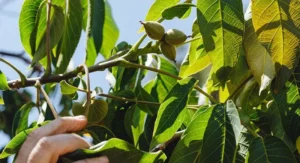 Walnut Butter - Regular by Manzanita Manor Organics
