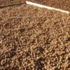 Walnut Butter - Regular by Manzanita Manor Organics